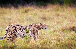Bukela Game Lodge