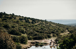 Bukela Game Lodge - Waterhole View With Zebra From Main Lodge