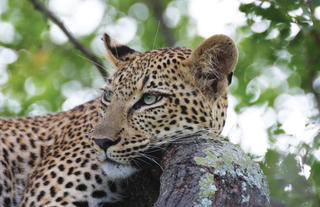 On safari: Leopard