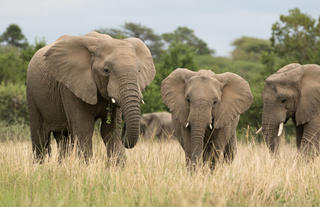 On Safari - Elephants