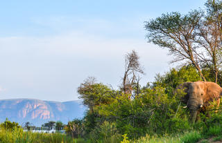 On Safari - Elephant