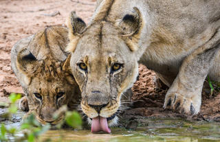 On Safari - Lion