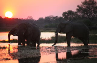 Moremi Magic Scenery