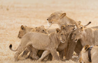 Wilderness Shumba Camp
