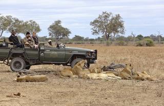 Lion Camp