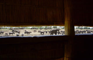 Lion Camp