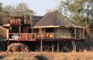 Lion Camp