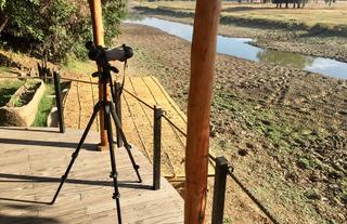 Lion Camp