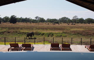 Lion Camp
