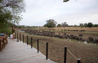 Lion Camp