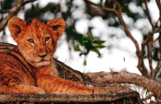 Lion Cub in Kafue National Park