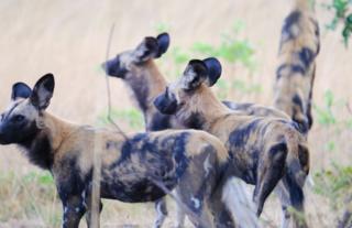 Wild Dogs in Kafue National Park