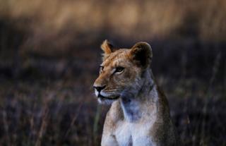 Lioness in Kafue National Park