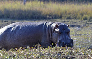 Hippo on morning drive