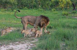 Male and cubs in green season