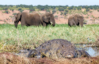 Wildlife Viewing