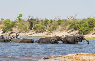 Boating Safari