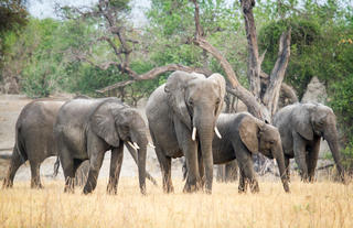 Elephant sighting in the Chobe National Park