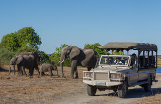 Game Viewing in the Chobe National Park