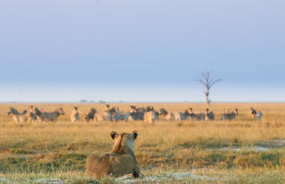 Lion sighting in the Chobe National Park