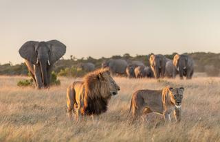 Elephant and Lion