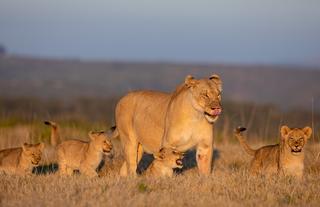 Lion & cubs