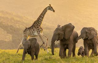 Giraffe & Elephant