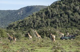 Game drive viewing Giraffe