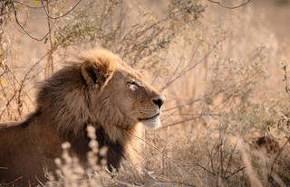 Wilderness Savuti
