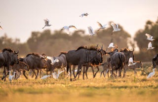 Wilderness Little Mombo