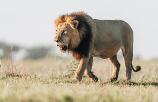 Wilderness Little Mombo