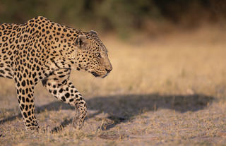 Wilderness Little Mombo