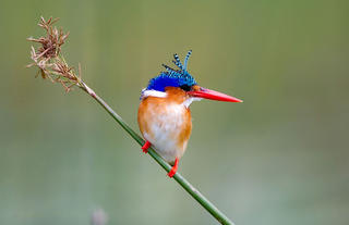 Wilderness Jacana