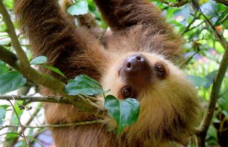 Sloth