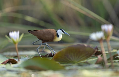 Birdwatching | Xugana Island Lodge