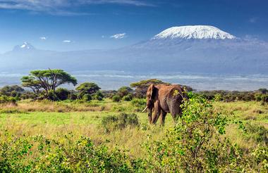 Elephants