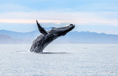 Whale Watching at Los Colibris Casitas
