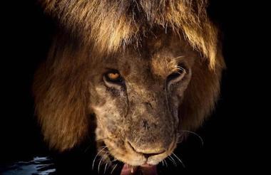 Lion drinking