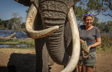 Elephant Interaction