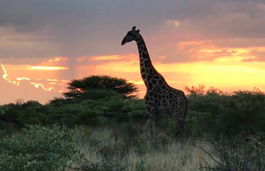 Click on the tab "video" to explore the Central Kalahari