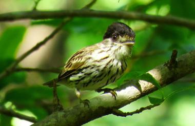 African Broadtail