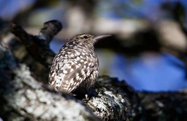 African spotted Creeper