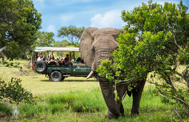 Cottar's wildlife drives