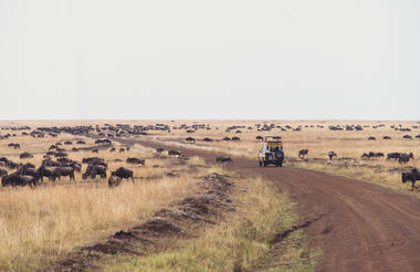 Mara Serena Game Drives