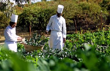 Vegetable Garden