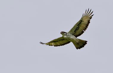 African Hawk-eagle