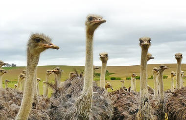 Working Ostrich Farm
