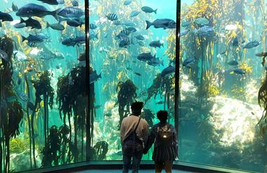 Kelp forest