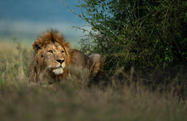   Singita Serengeti