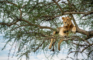   Singita Serengeti